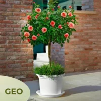 Vaso rotondo Geo - Thumbnail Image 15