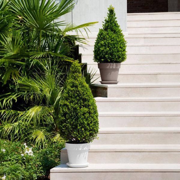 Vaso Mitu Pac - CT Garden Casa