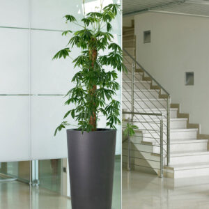 Vaso Ilie - Thumbnail Image 3