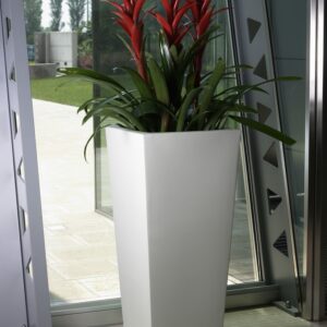 Vaso kiam - Thumbnail Image 2
