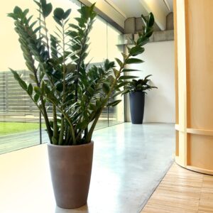Vaso Tylus Matt - Thumbnail Image 7