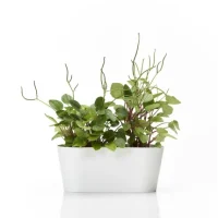 Cassetta Clivo Greener - Thumbnail Image 6