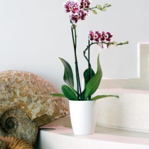 Vaso Verve Slim - Thumbnail Image 3