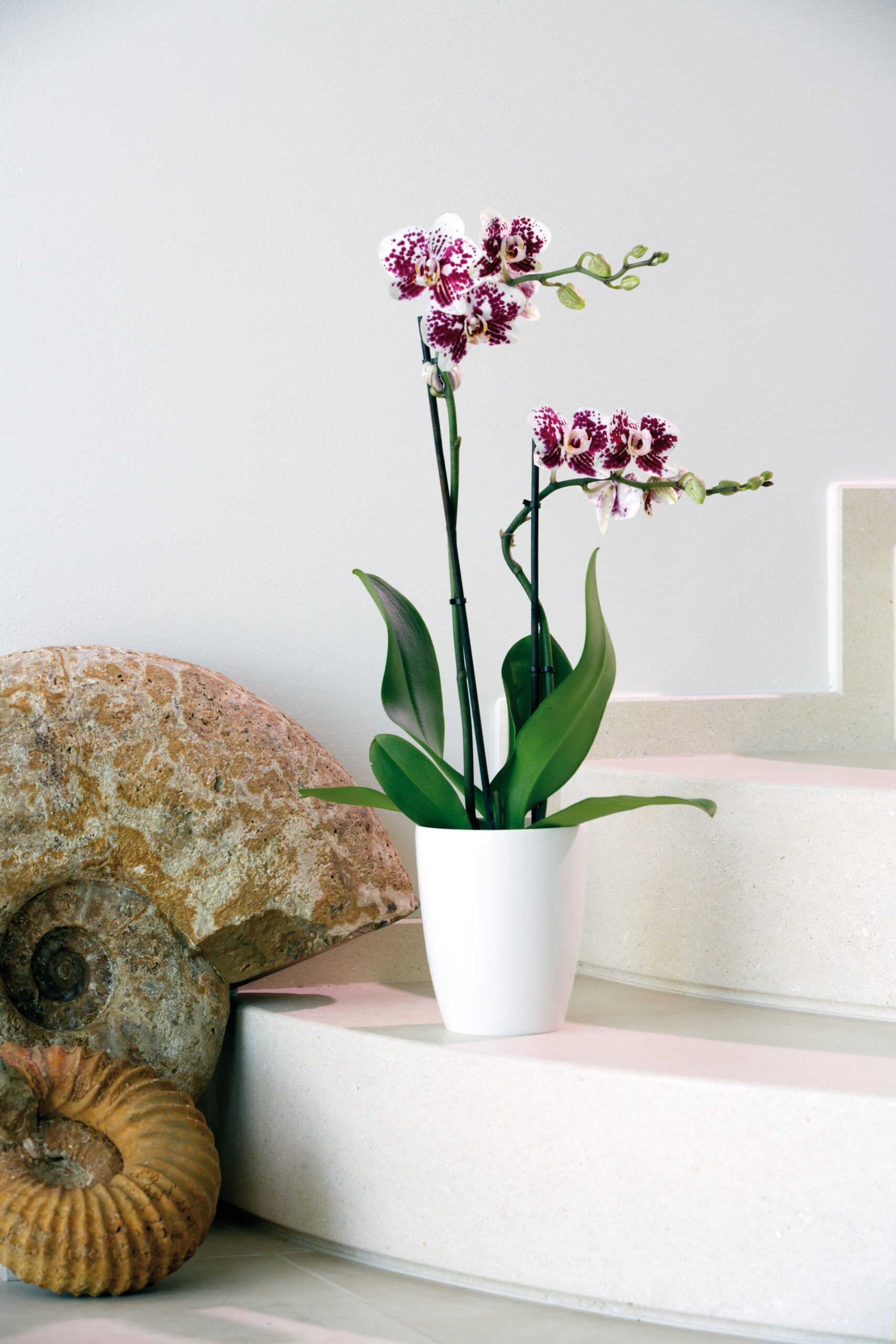 Vaso Verve Slim - immagine 3
